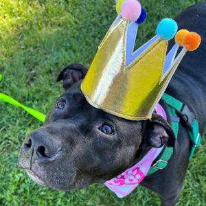 Stormee, Mixed Breed (Large), adult, available for adoption