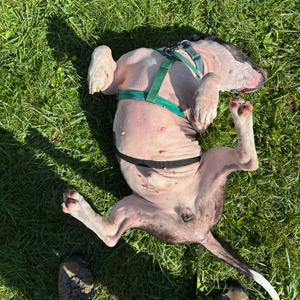 Oreo, Terrier, American Pit Bull, senior, available for adoption