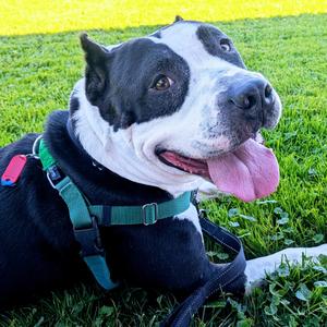 Samson, Terrier, Pit Bull, adult, available for adoption