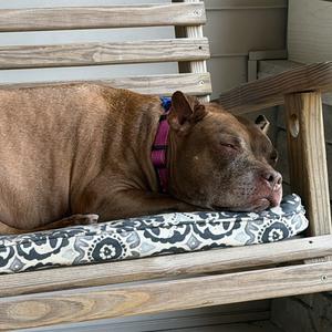 Snickers, Mixed Breed (Medium), senior, available for adoption