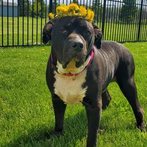 Diesel, Mixed Breed (Large), senior, available for adoption