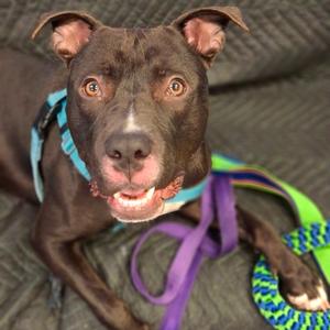 A brown dog with a blue harness and purple leash, lying on a gray surface.