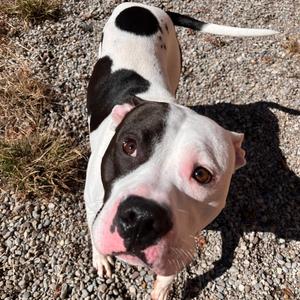 Jasper, Mixed Breed (Medium), adult, available for adoption
