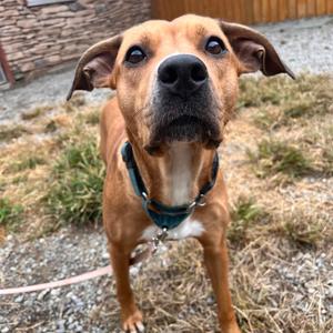 Starlet, Mixed Breed (Medium), adult, available for adoption