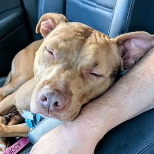 Lady, Mixed Breed (Medium), adult, available for adoption