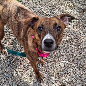 Midnight, Mixed Breed (Medium), adult, available for adoption