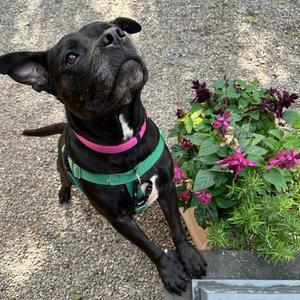 Juno, Mixed Breed (Large), adult, available for adoption