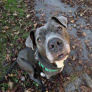 A gray dog with a green collar sitting on a path surrounded by fallen leaves.