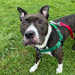 Coco, Mixed Breed (Medium), adult, available for adoption