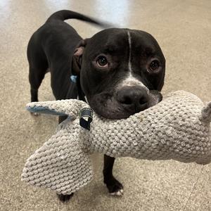 Doug, Mixed Breed (Large), adult, available for adoption