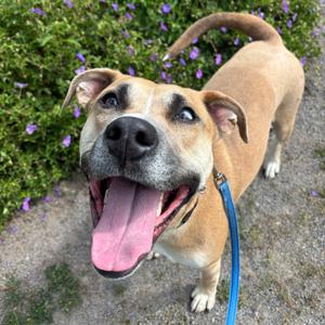 Cooper, Mixed Breed (Large), adult, available for adoption