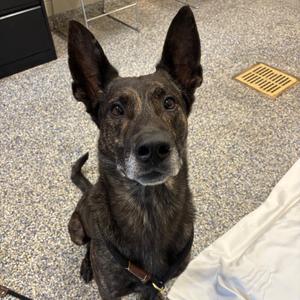 Phoenix, Mixed Breed (Large), adult, available for adoption