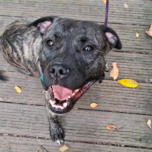 a black and brindle dog with a happy expression lying on a wooden deck