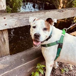 Harley, Mixed Breed (Large), senior, available for adoption