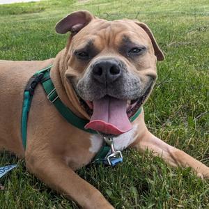 Kash, Mixed Breed (Large), senior, available for adoption