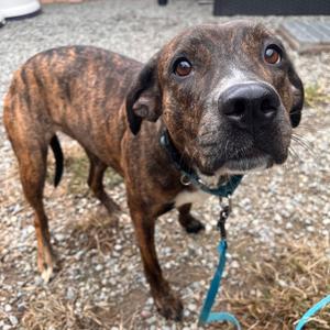 Sibyl, Mixed Breed (Medium), adult, available for adoption