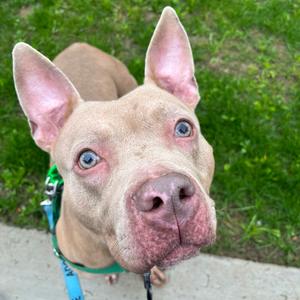 Ginger, Mixed Breed (Medium), adult, available for adoption
