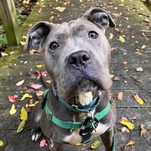 Mya, Mixed Breed (Medium), adult, available for adoption