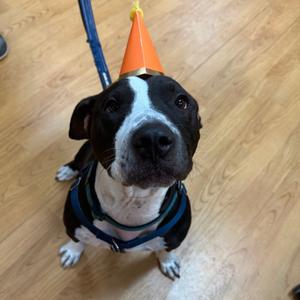 Freddy, Mixed Breed (Large), adult, available for adoption