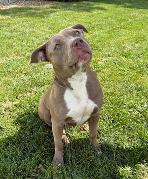AC Baby Girl, Pit Bull Terrier, adult, available for adoption