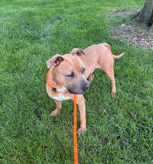 A tan pitbull mix dog with a white chest stands on a grassy lawn, attached to an orange leash.