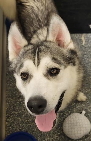 AC Zeus, Husky, adult, available for adoption