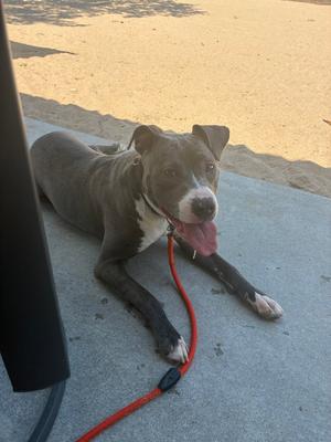 Pixie, Staffordshire Bull Terrier, young, available for adoption