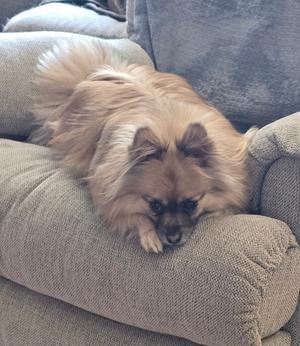A fluffy tan Pomeranian dog lies on a textured grey couch.