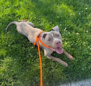 Tony ( Two-Tone ), American Bully, senior, available for adoption