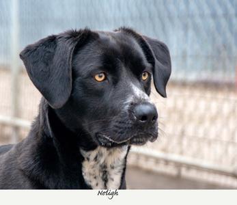Neligh, Labrador Retriever, adult, available for adoption