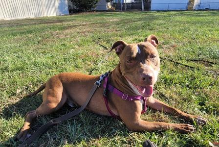 AC Chevy, Pit Bull Terrier / Labrador Retriever, adult, available for adoption