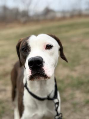 Close up of a brown and white dog with a black nose and dark eyes, looking slightly to the left.