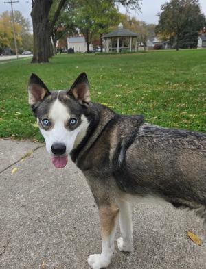 AC Khloe, Siberian Husky, adult, available for adoption