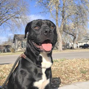 AC Robert Joe, Labrador Retriever, adult, available for adoption