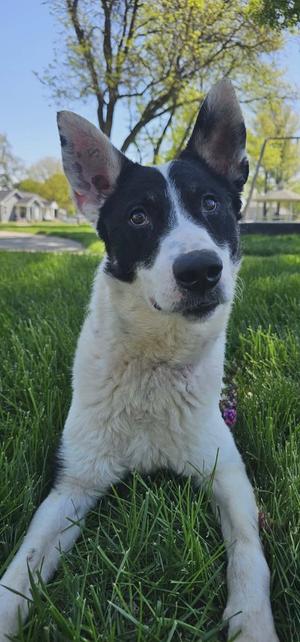 A black and white dog with large ears is sitting in green grass, looking towards the camera.
