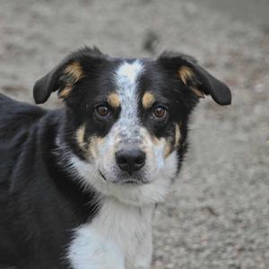 A close-up portrait of a mixed-breed dog with black, white, and tan fur, looking directly at the camera.