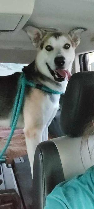 AC Maverick, Husky / German Shepherd Dog, adult, available for adoption