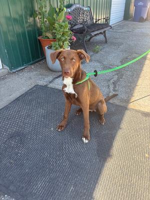 A brown dog with a white chest and paws, sitting on a mat, attached to a green leash, with a potted plant and a bench in the background.