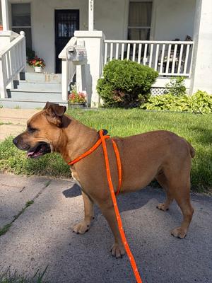 Gloria ( Scooby ), Boxer / Shepherd (Unknown Type), adult, available for adoption