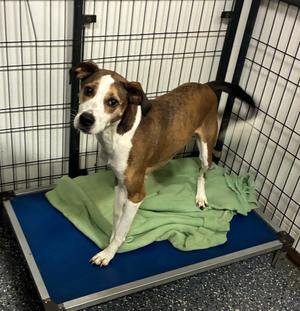 Abby, Terriers (Medium), young, available for adoption