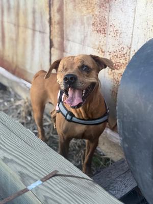 AC Diva, Terrier (Unknown Type, Medium), adult, available for adoption