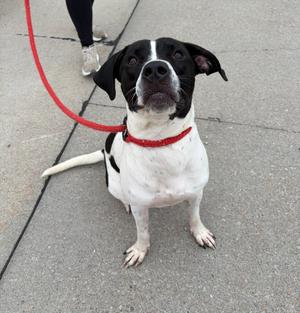 A black and white dog with a red collar sitting on a sidewalk, looking up at the camera.