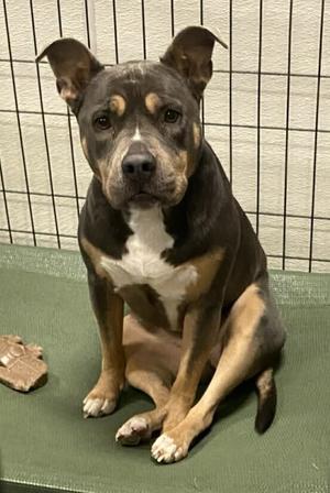 AC Regina, Pit Bull Terrier, adult, available for adoption