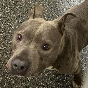 AC Cardi, Boxer / Pit Bull Terrier, adult, available for adoption