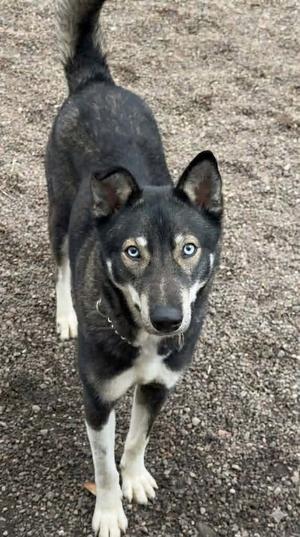 AC Mojo, Husky, adult, available for adoption