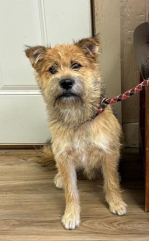 Boba ( Bo ), Yorkie, Yorkshire Terrie / Shiba Inu, adult, available for adoption