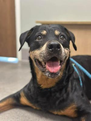 Stella, Rottweiler, senior, available for adoption