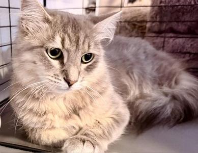 Generosity, young, available for adoption