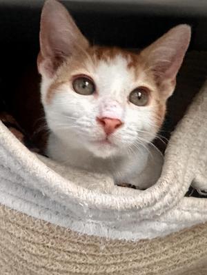 Quanto, kitten, available for adoption
