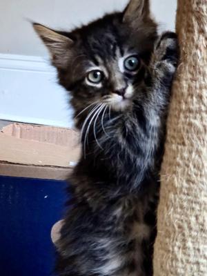 Ferris Wheel, kitten, available for adoption